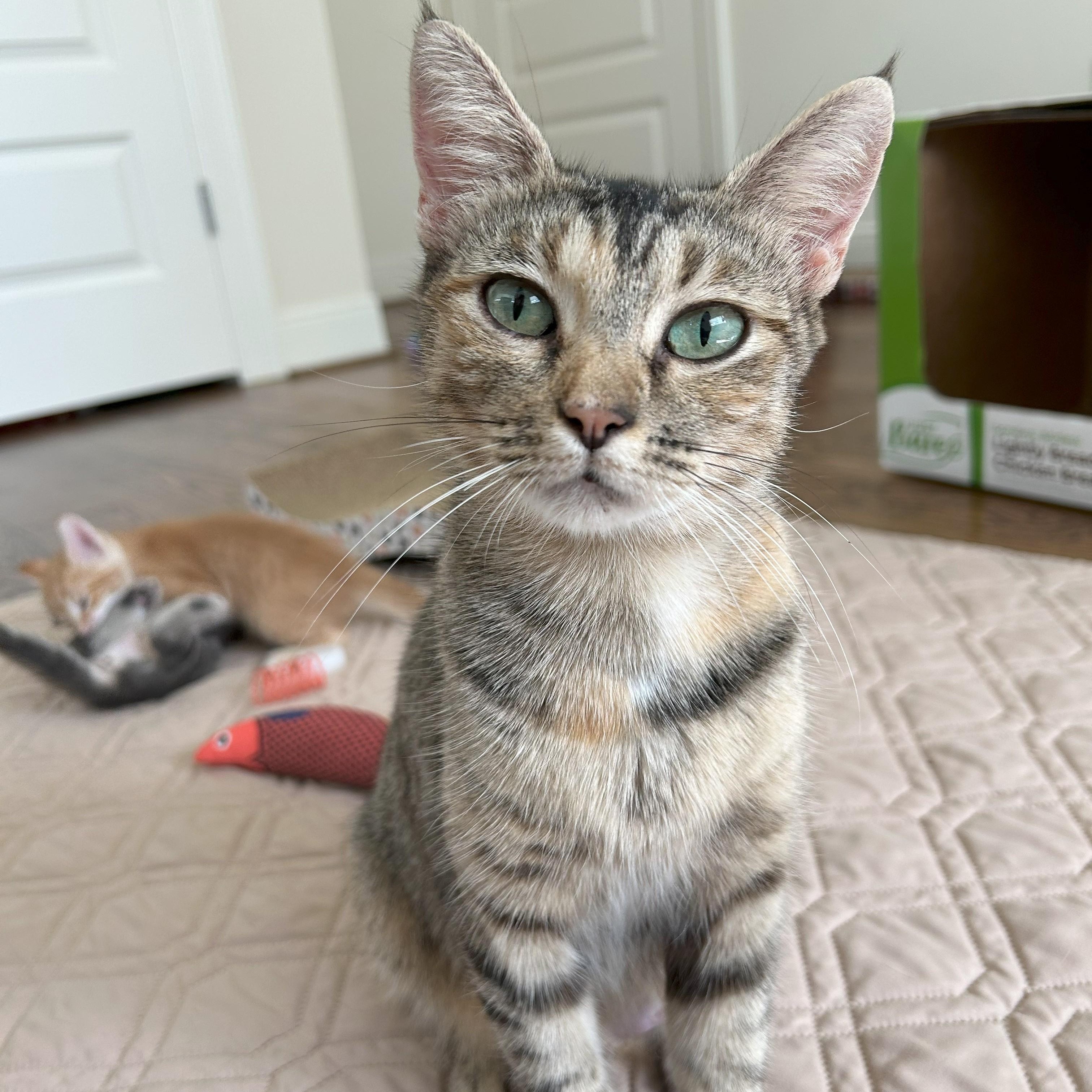 Enlarge Rosie, a Adoptable mixed breed in Magnolia, TX image 2/5