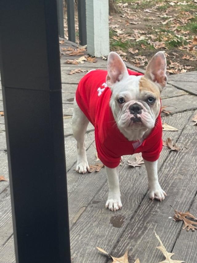 Enlarge Poppy, a ADOPTABLE French Bulldog in Belmar, NJ image 6/6