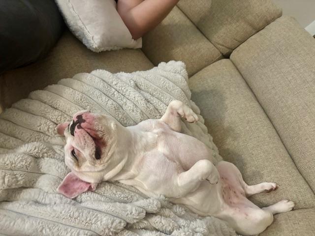 Enlarge Poppy, a ADOPTABLE French Bulldog in Belmar, NJ image 4/6