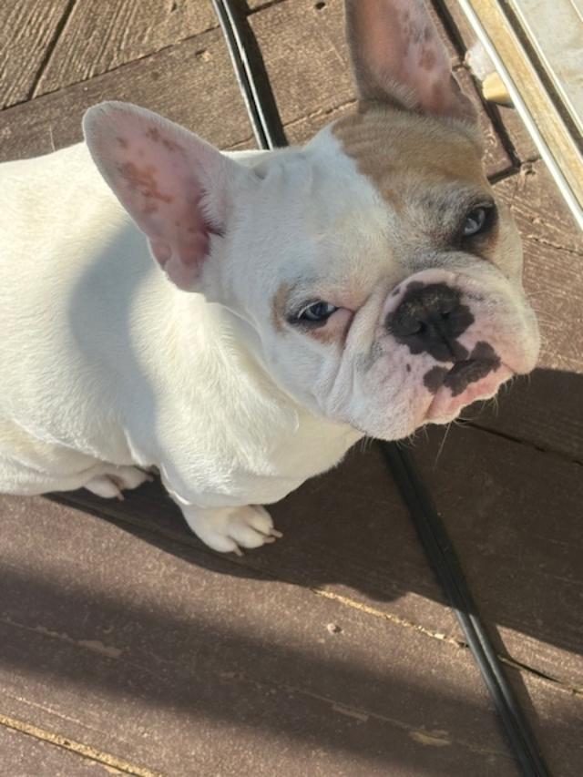 Enlarge Poppy, a ADOPTABLE French Bulldog in Belmar, NJ image 1/6