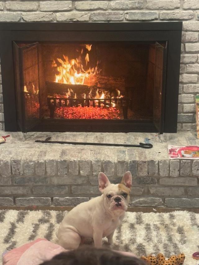 Enlarge Poppy, a ADOPTABLE French Bulldog in Belmar, NJ image 5/6