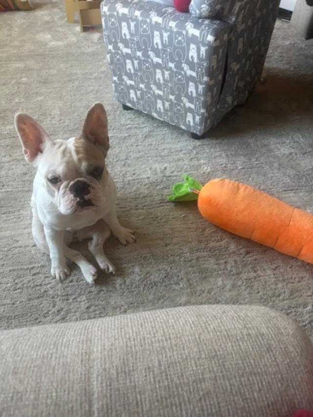 Enlarge Poppy, a ADOPTABLE French Bulldog in Belmar, NJ image 3/6