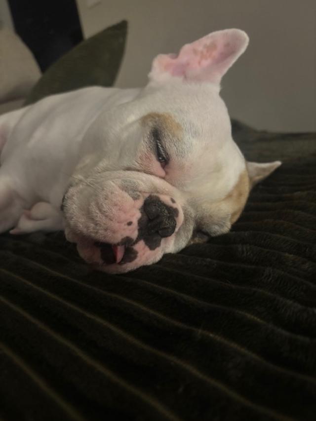 Enlarge Poppy, a ADOPTABLE French Bulldog in Belmar, NJ image 2/6