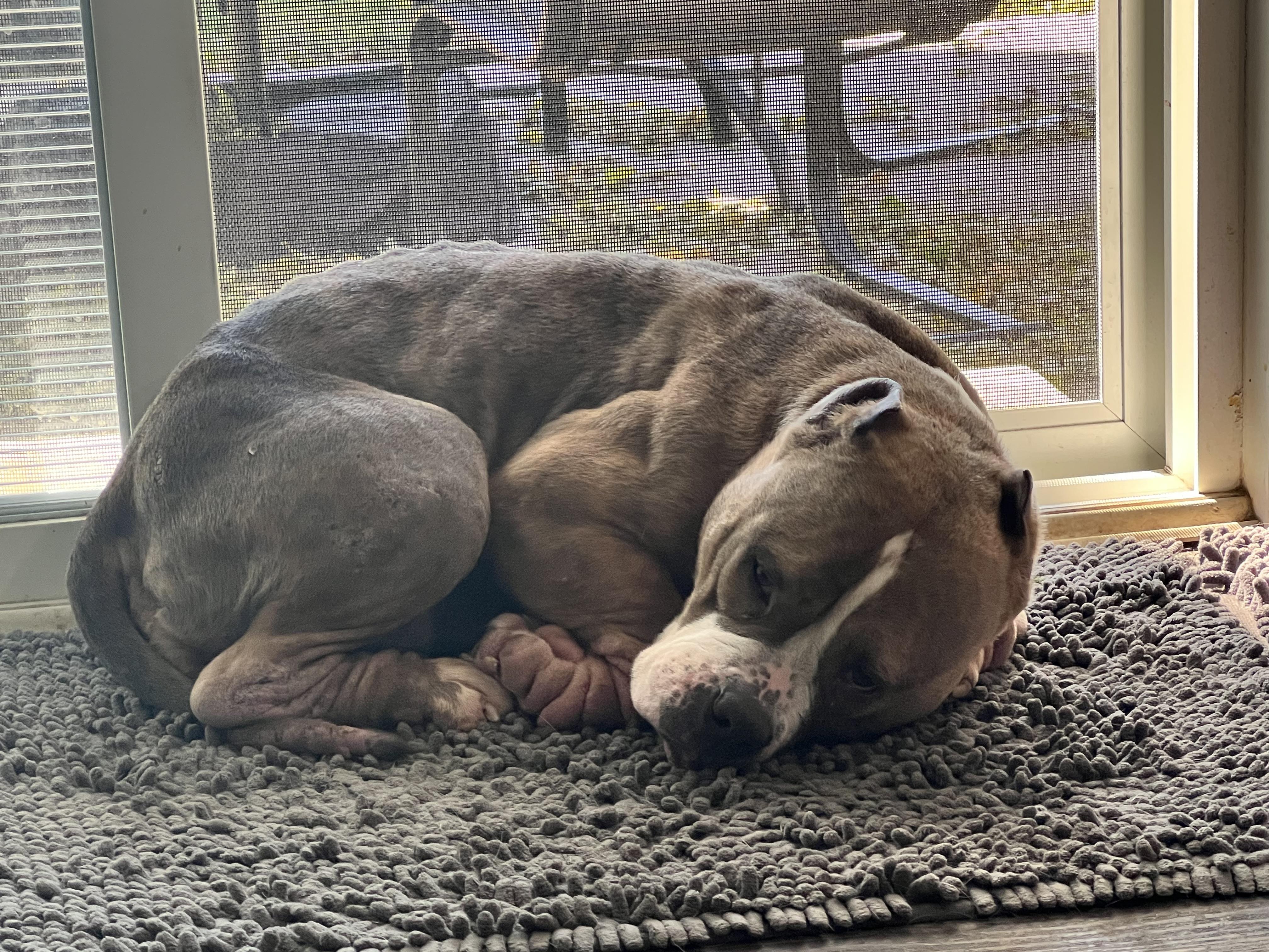 Enlarge Jolene, a Adoptable Pit Bull Terrier in Warrenville, IL image 4/4