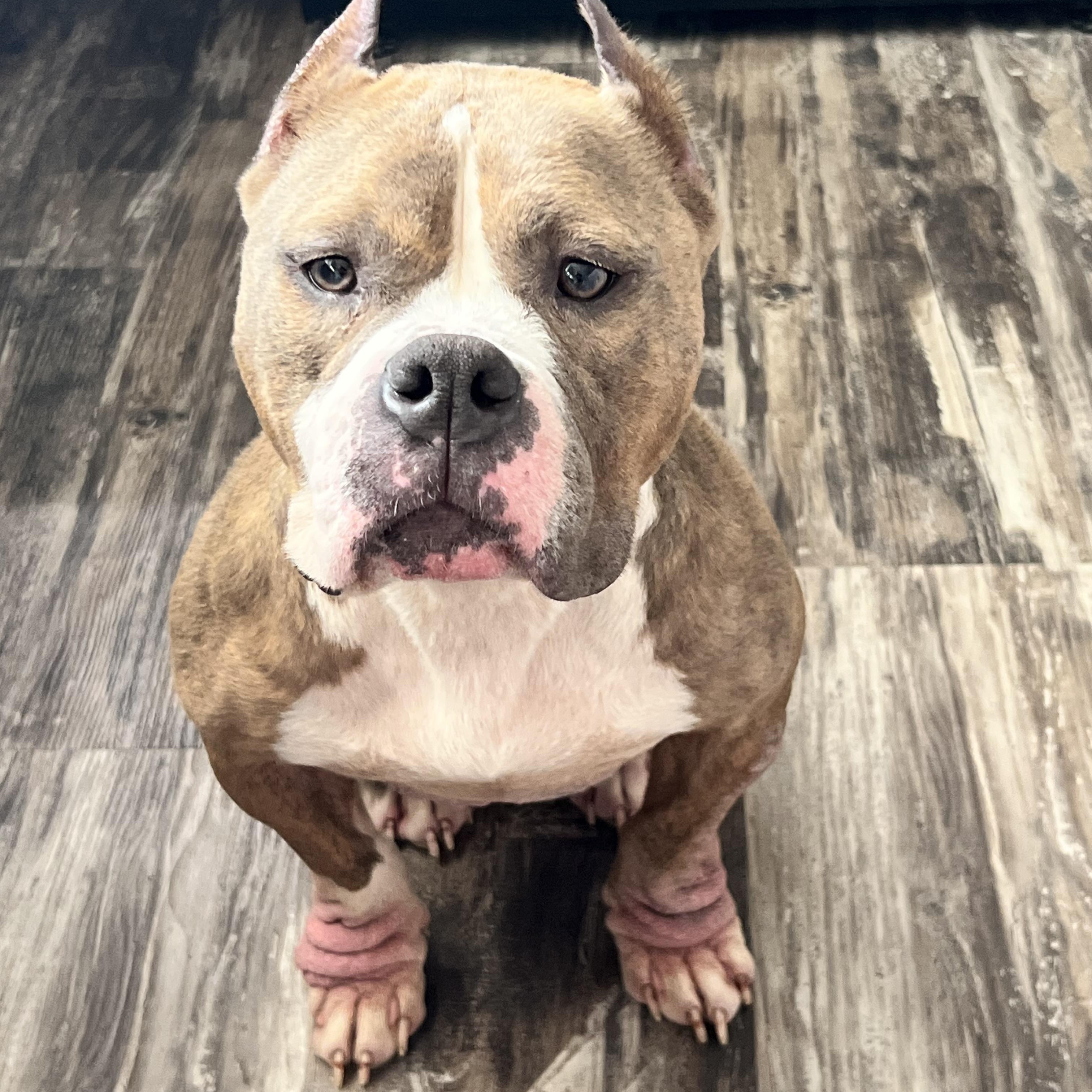 Enlarge Jolene, a Adoptable Pit Bull Terrier in Warrenville, IL image 1/4