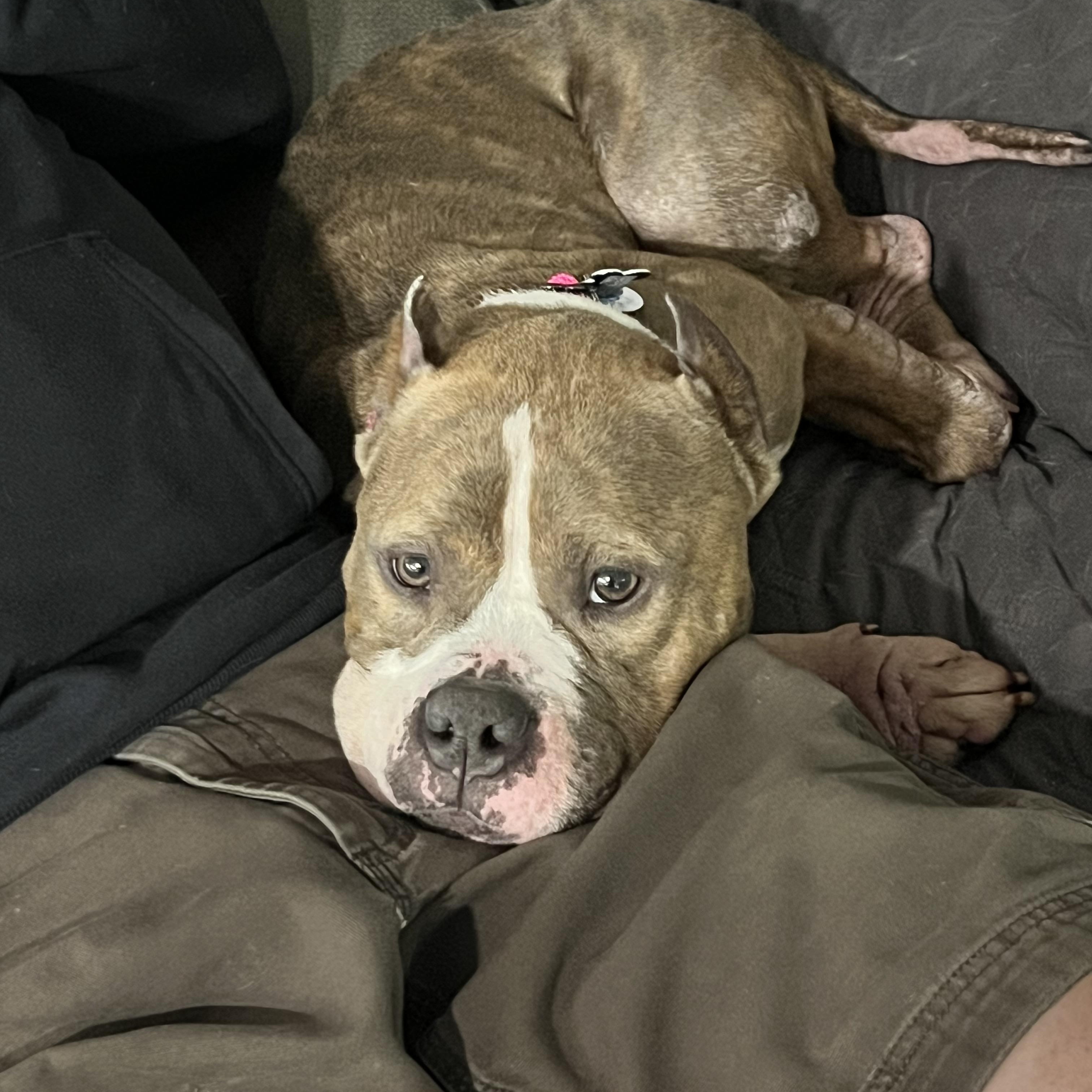 Enlarge Jolene, a Adoptable Pit Bull Terrier in Warrenville, IL image 2/4