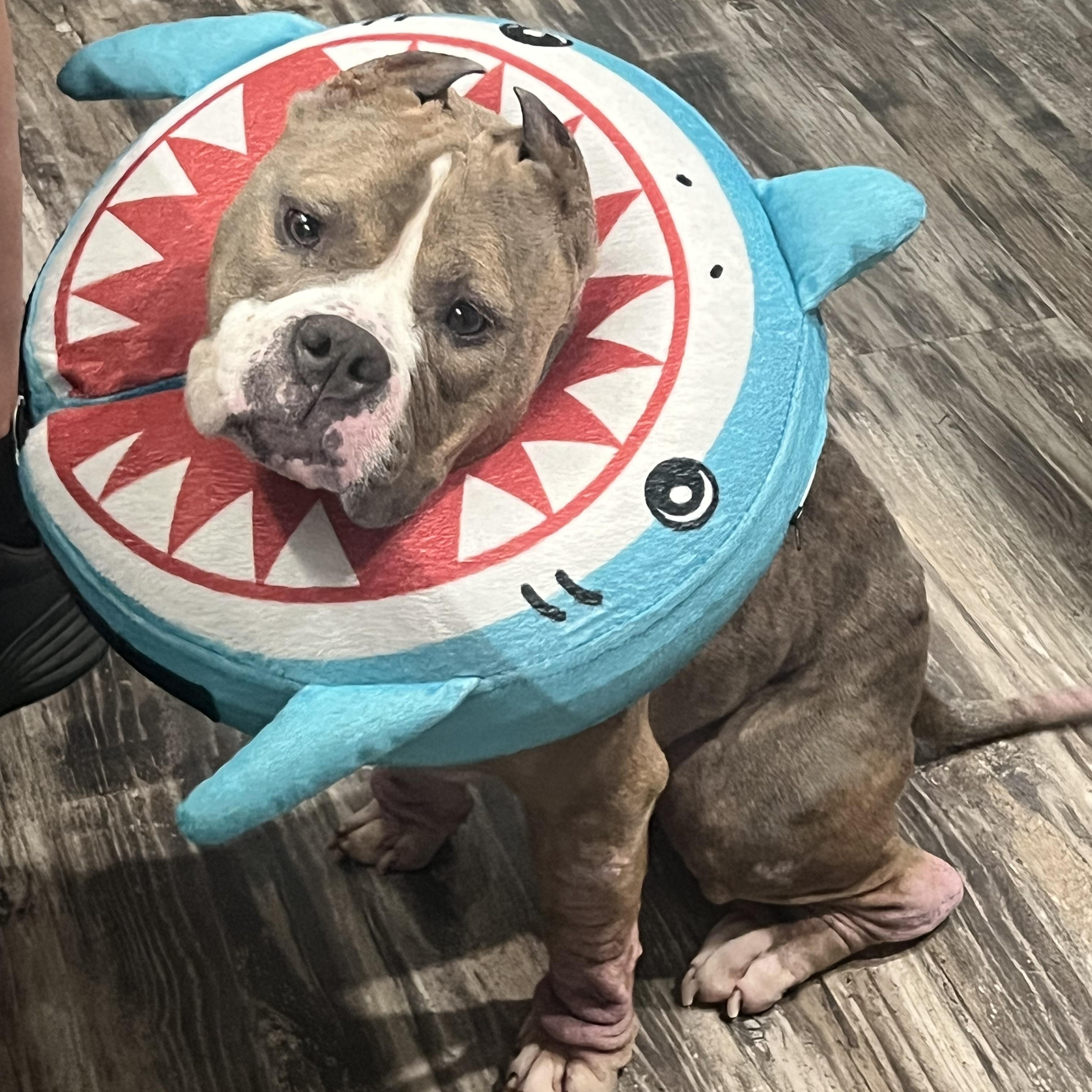 Enlarge Jolene, a Adoptable Pit Bull Terrier in Warrenville, IL image 3/4