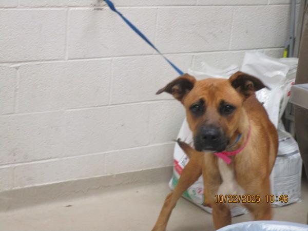 Ellen (18), Adoptable, Adult Female Shepherd.