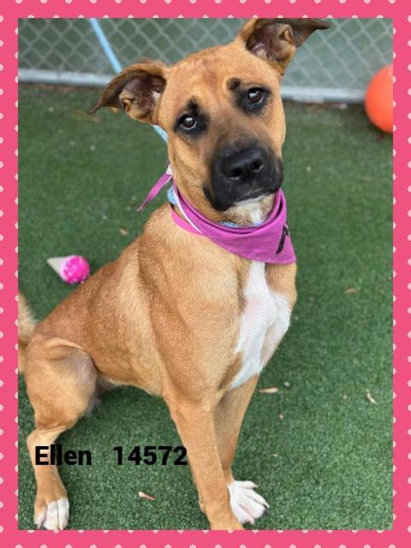 Ellen (18), a Adoptable mixed breed in Marietta, GA image 2/2