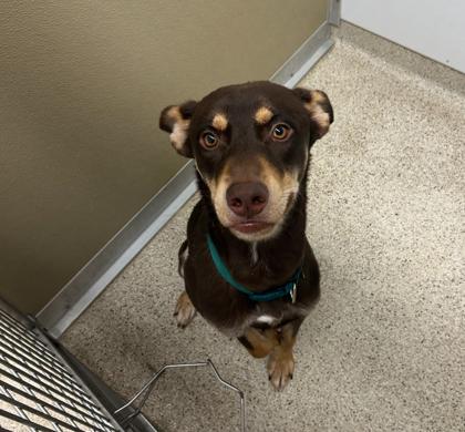 Banjo, Adoptable, Adult Male Mixed Breed & Mixed Breed.