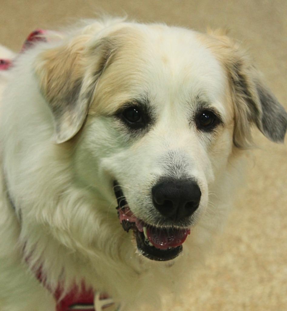 Enlarge Addy, a Adoptable mixed breed in Utica, MI image 1/5