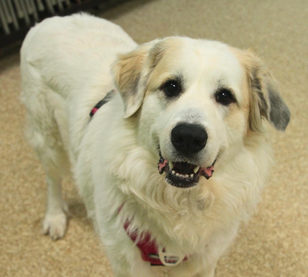 Enlarge Addy, a Adoptable mixed breed in Utica, MI image 2/5