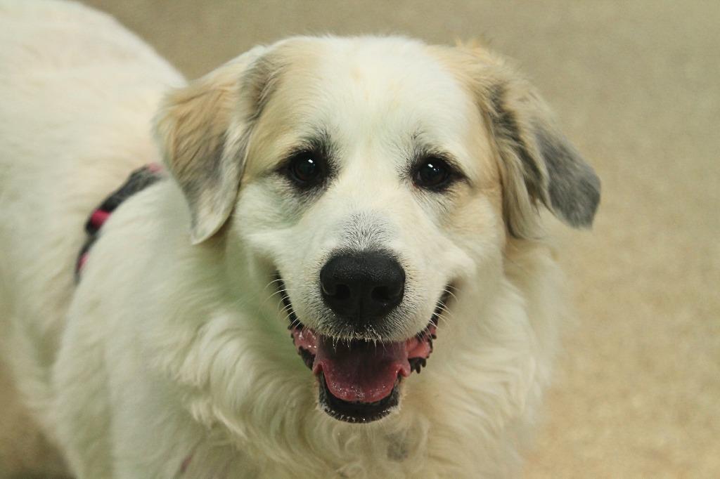 Enlarge Addy, a Adoptable mixed breed in Utica, MI image 3/5