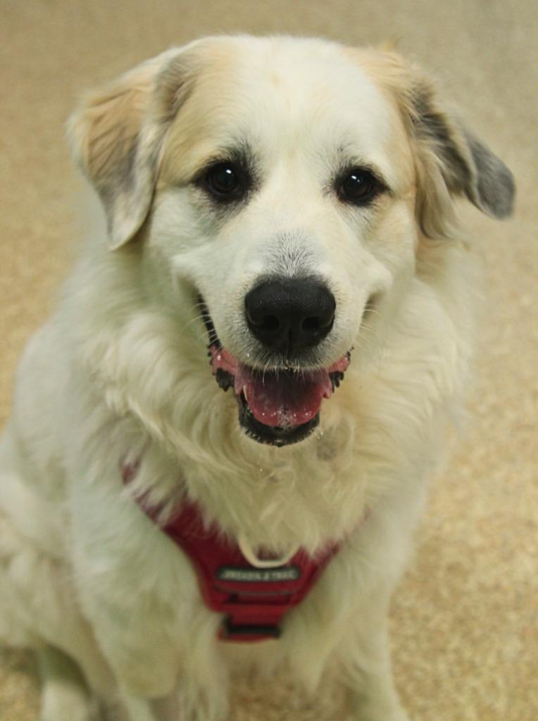 Enlarge Addy, a Adoptable mixed breed in Utica, MI image 4/5