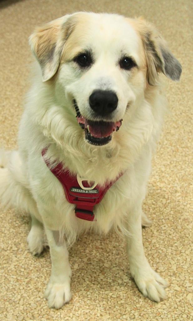 Enlarge Addy, a Adoptable mixed breed in Utica, MI image 5/5