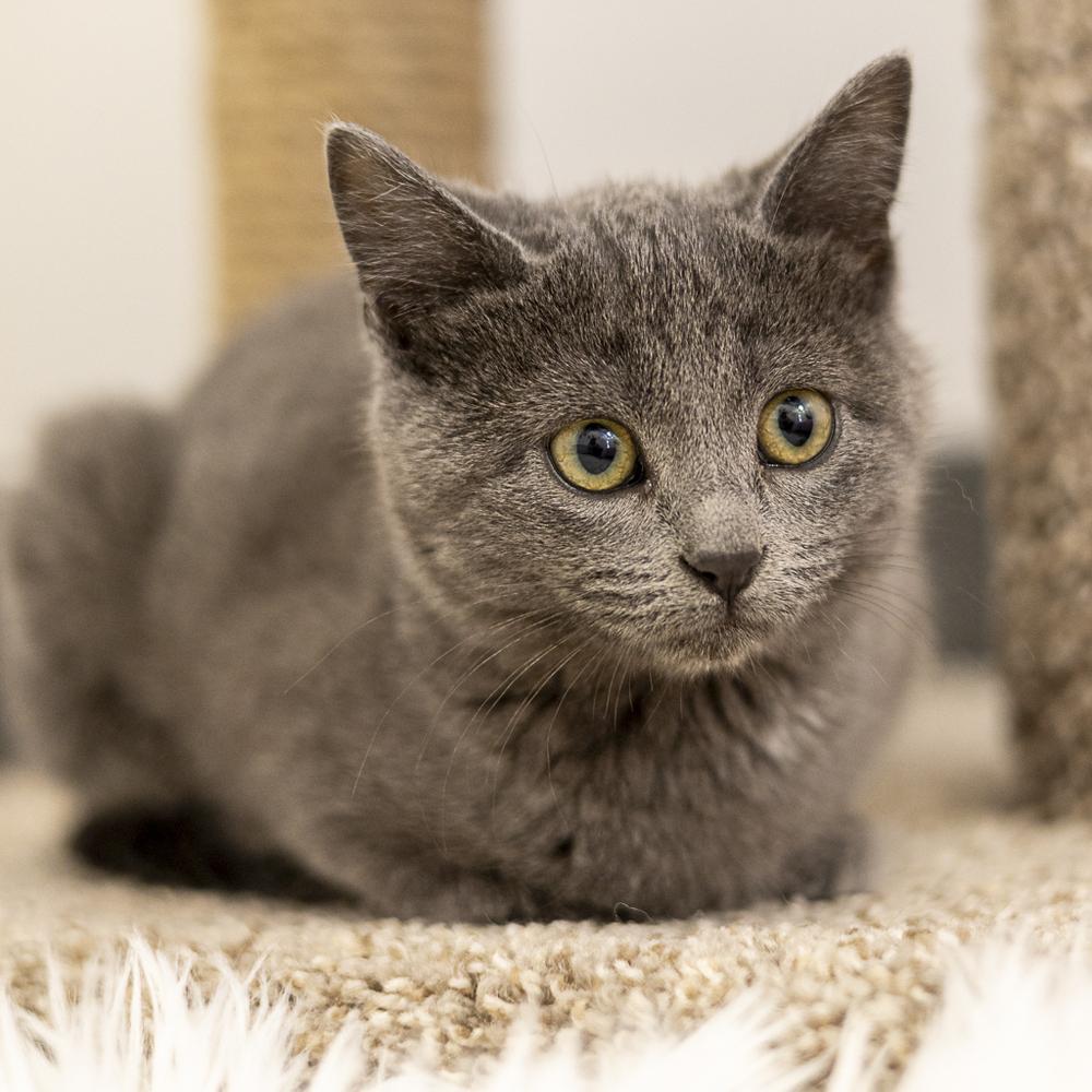 **Cat Cafe** Diamond, Adoptable, Kitten Female Domestic Short Hair.