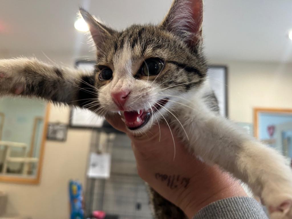 Velcro, Adoptable, Kitten Male Domestic Short Hair.