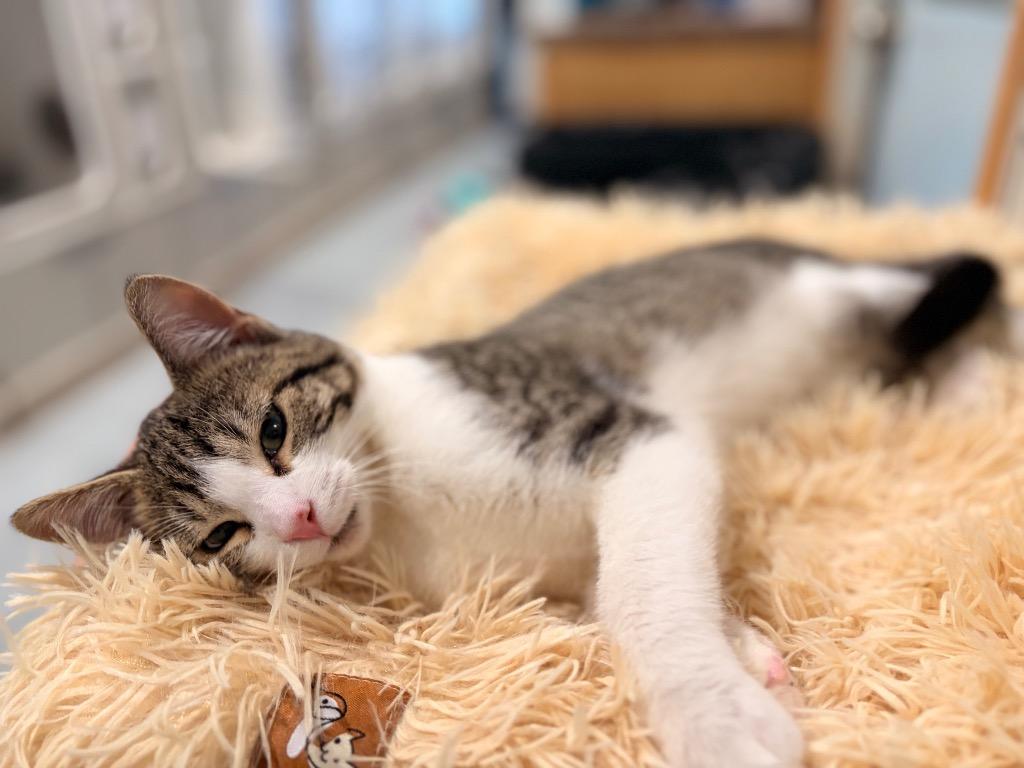 Enlarge Velcro, a Adoptable mixed breed in Ashland, WI image 2/5