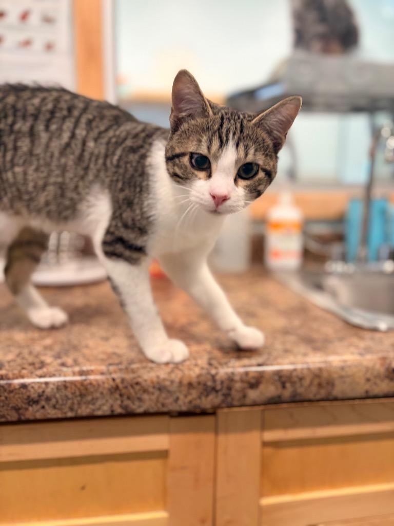 Enlarge Velcro, a Adoptable mixed breed in Ashland, WI image 3/5