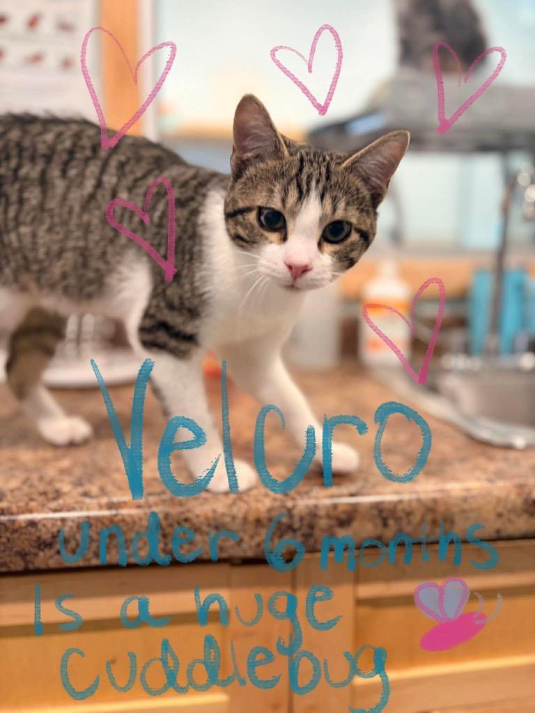 Enlarge Velcro, a Adoptable mixed breed in Ashland, WI image 4/5