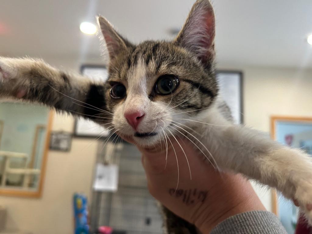 Enlarge Velcro, a Adoptable mixed breed in Ashland, WI image 5/5