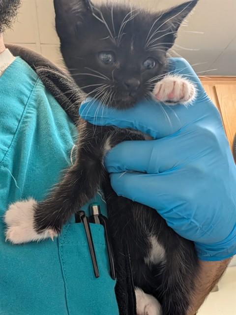 A474661, Adoptable, Kitten Male American Shorthair.