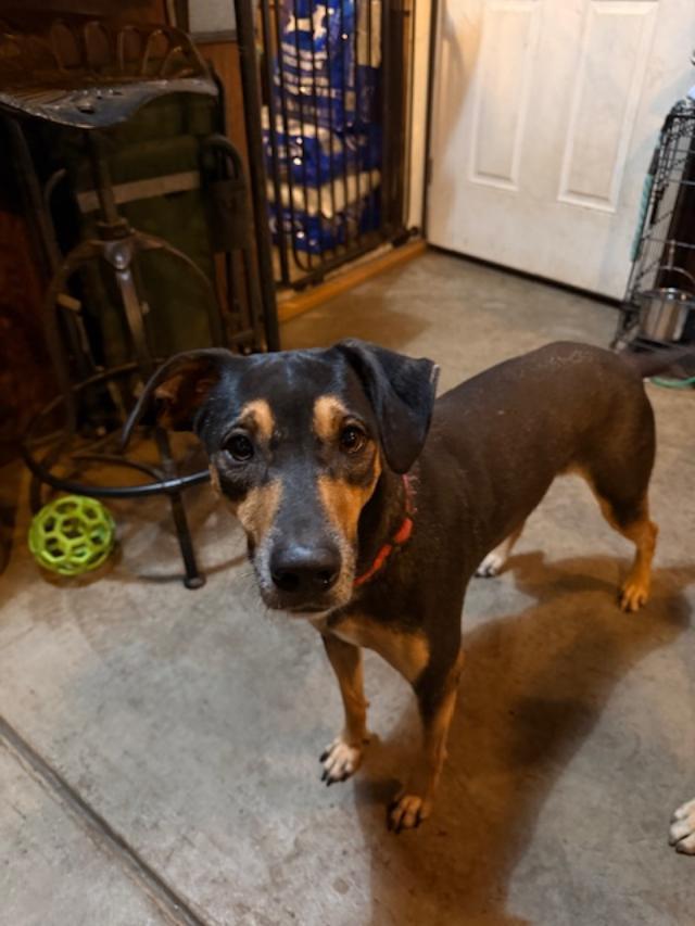 Scratchy, Adoptable, Adult Female Labrador Retriever & Beagle.