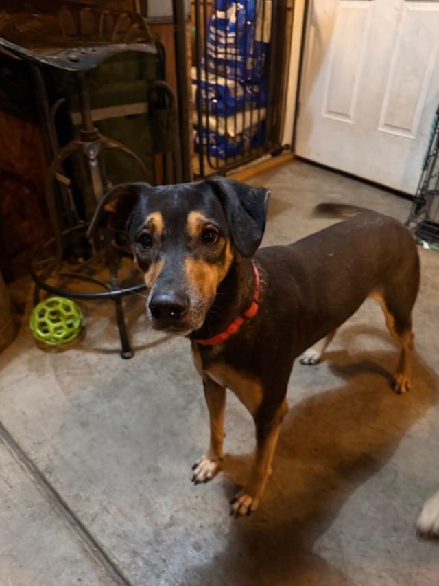 Scratchy, a Adoptable mixed breed in Albion, NY image 2/3