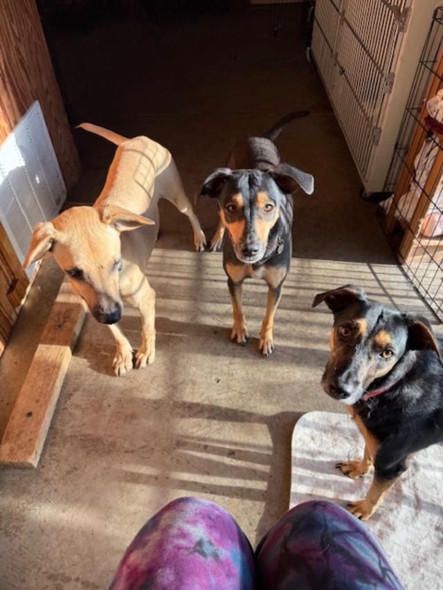 Scratchy, a Adoptable mixed breed in Albion, NY image 3/3