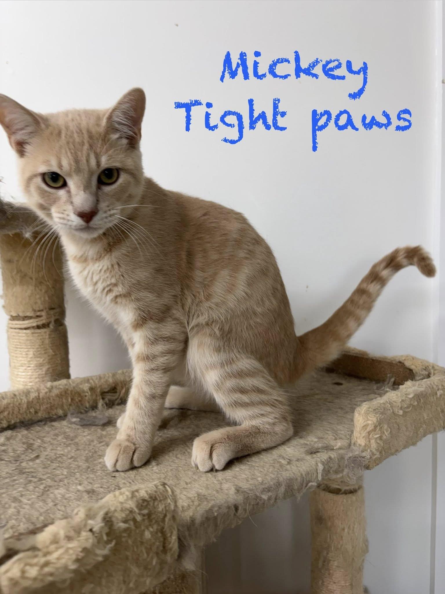 Mickey Tight Paws, ADOPTABLE, Kitten Male Domestic Short Hair.