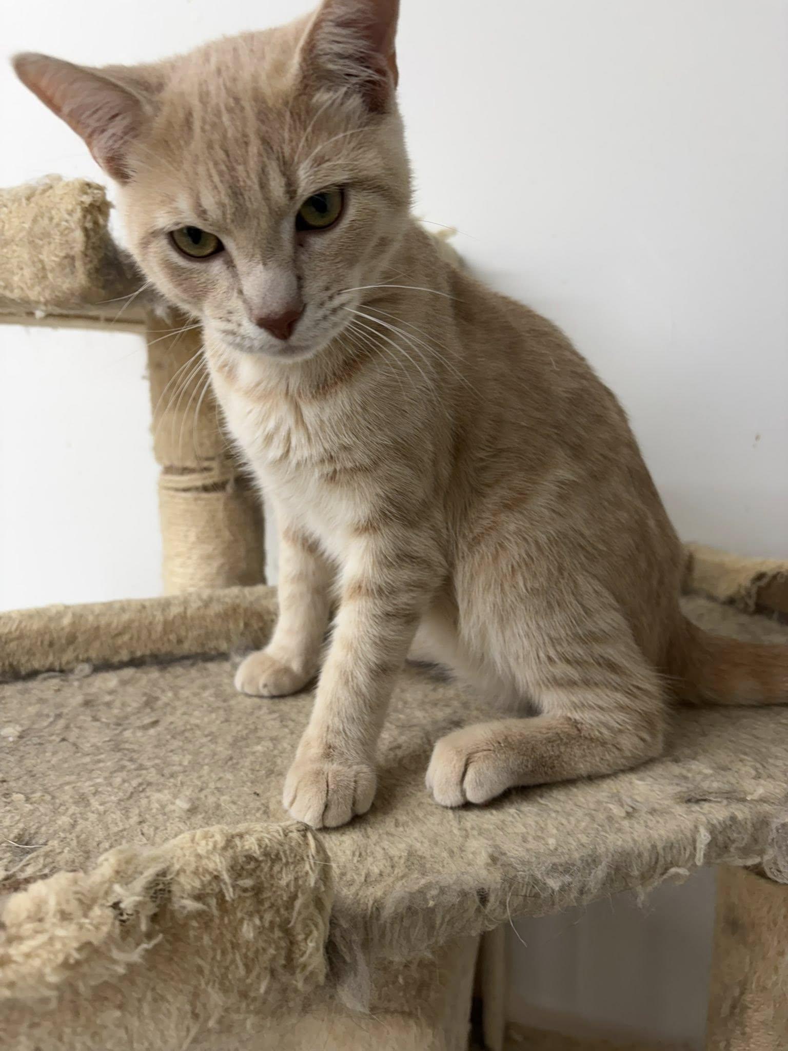 Mickey Tight Paws, a ADOPTABLE Domestic Short Hair in Clarksville, TN image 2/2