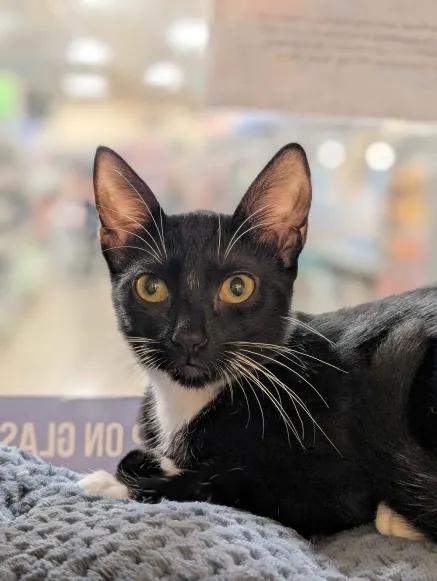 Reece, Adoptable, Young Female Bombay & Domestic Short Hair.