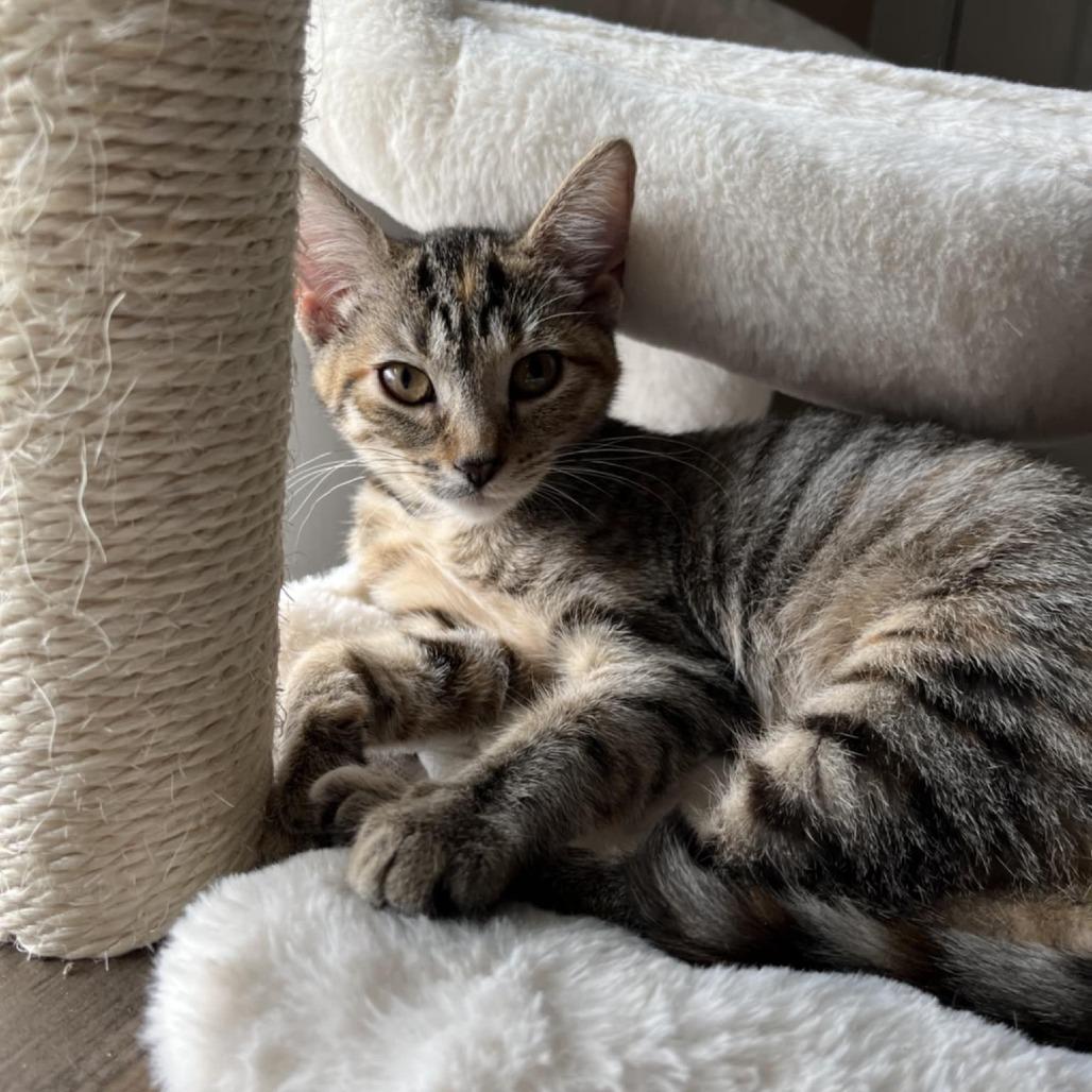 Layla, Adoptable, Young Female Domestic Short Hair.