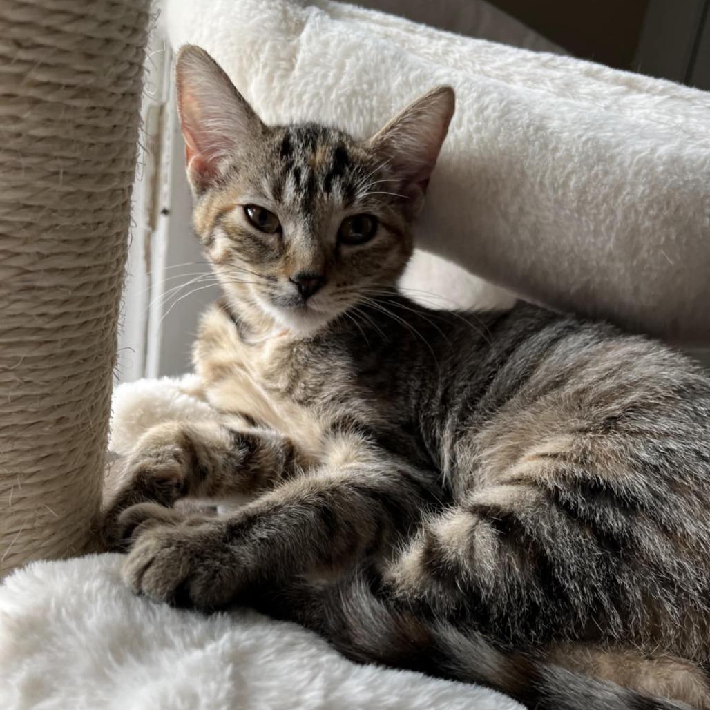 Enlarge Layla, a Adoptable Domestic Short Hair in Toledo, OH image 2/6