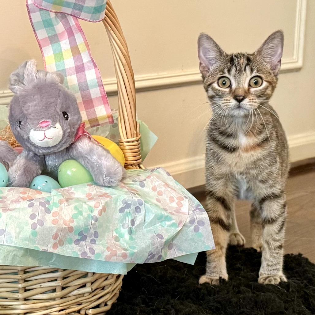 Enlarge Layla, a Adoptable Domestic Short Hair in Toledo, OH image 3/6