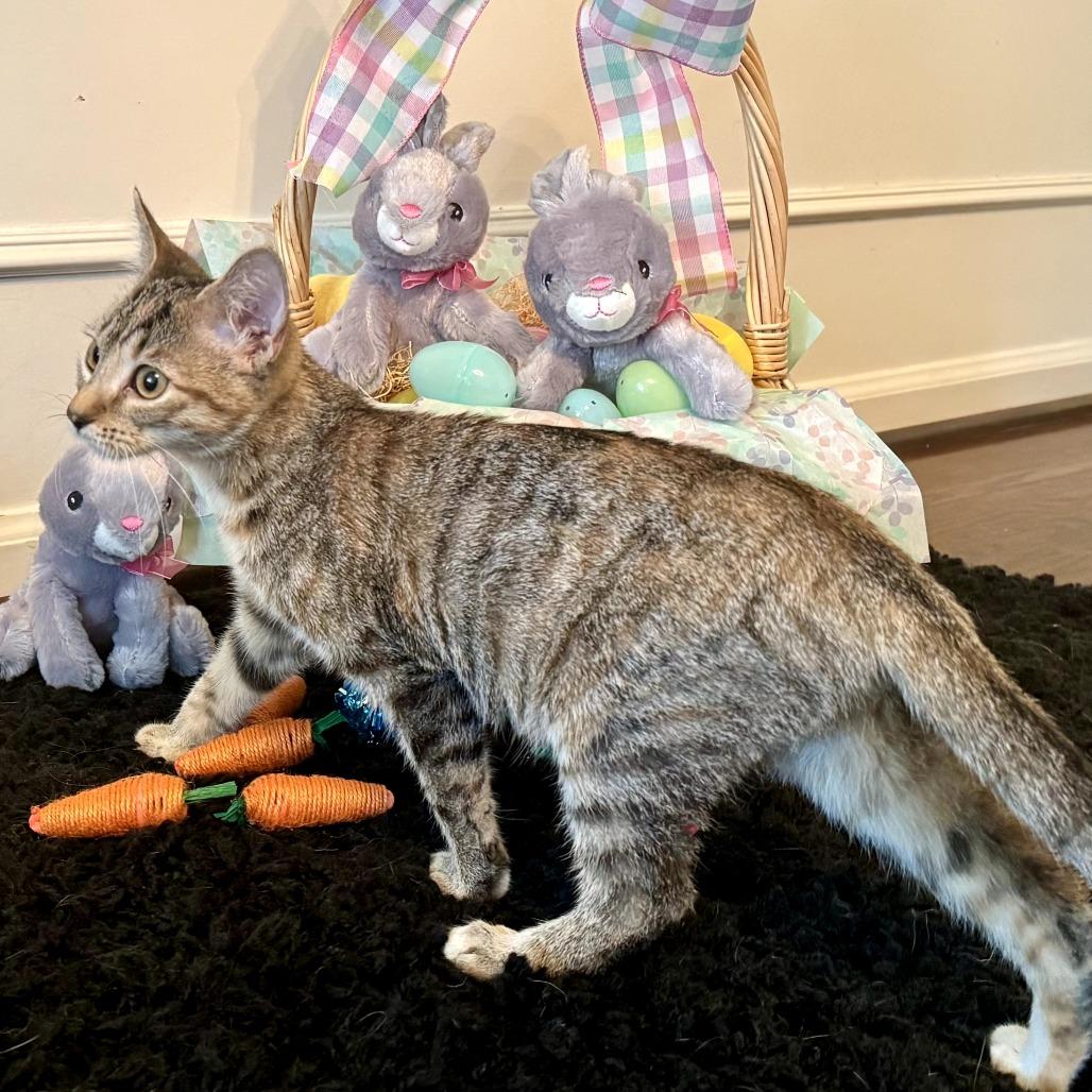 Enlarge Layla, a Adoptable Domestic Short Hair in Toledo, OH image 4/6