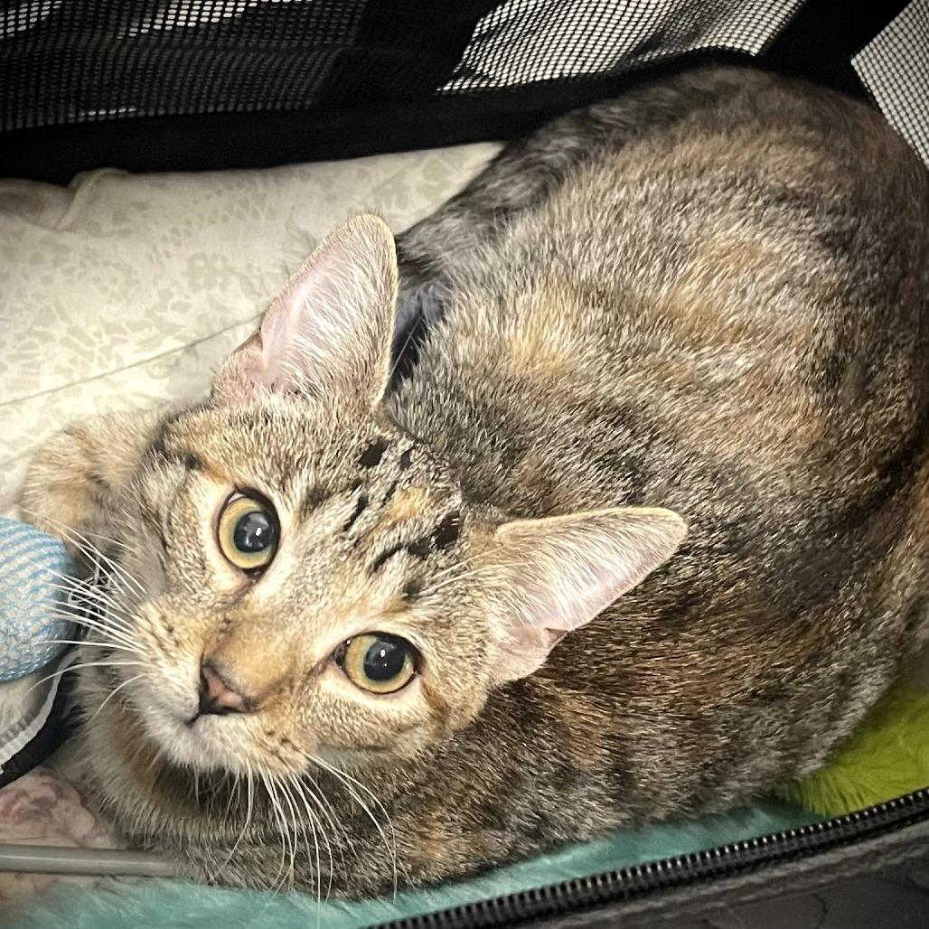 Enlarge Layla, a Adoptable Domestic Short Hair in Toledo, OH image 5/6