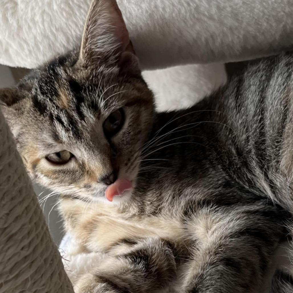 Enlarge Layla, a Adoptable Domestic Short Hair in Toledo, OH image 6/6