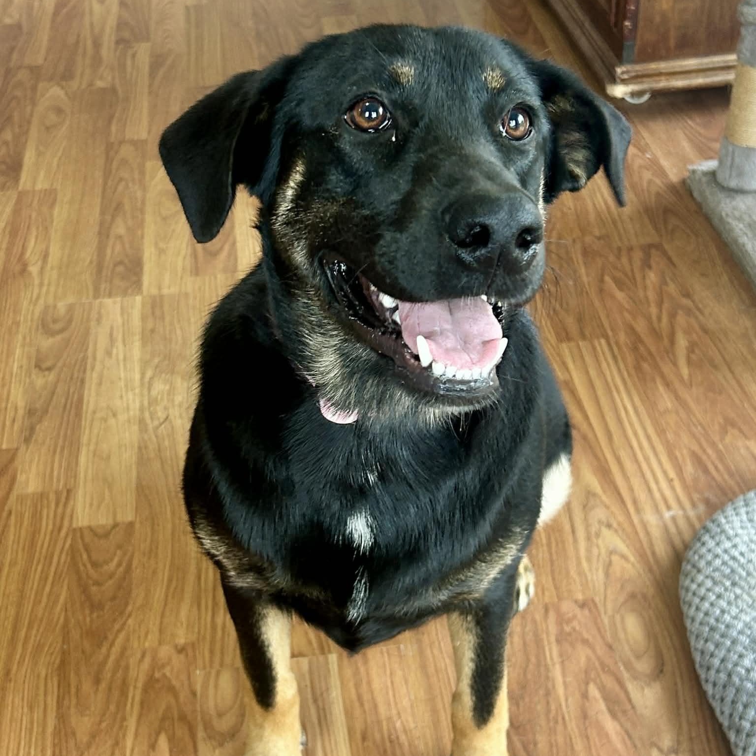 Dream, ADOPTABLE, Young Female Shepherd & Black and Tan Coonhound.