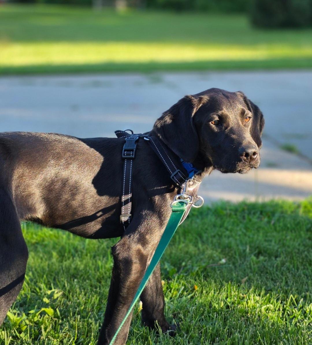 Enlarge Clark, a ADOPTABLE mixed breed in Jamestown, ND image 4/6