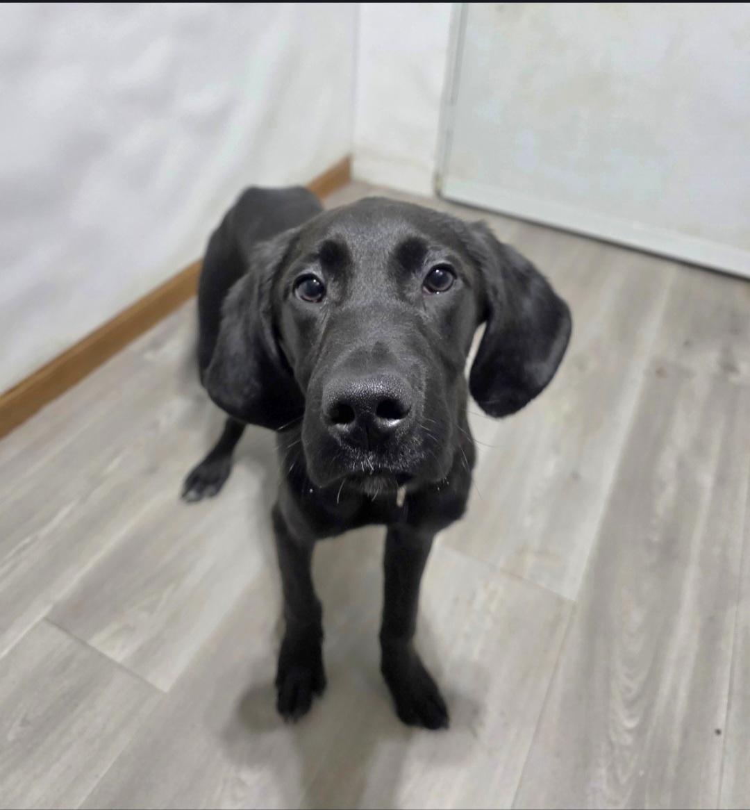 Clark, a ADOPTABLE mixed breed in Jamestown, ND image 5/6