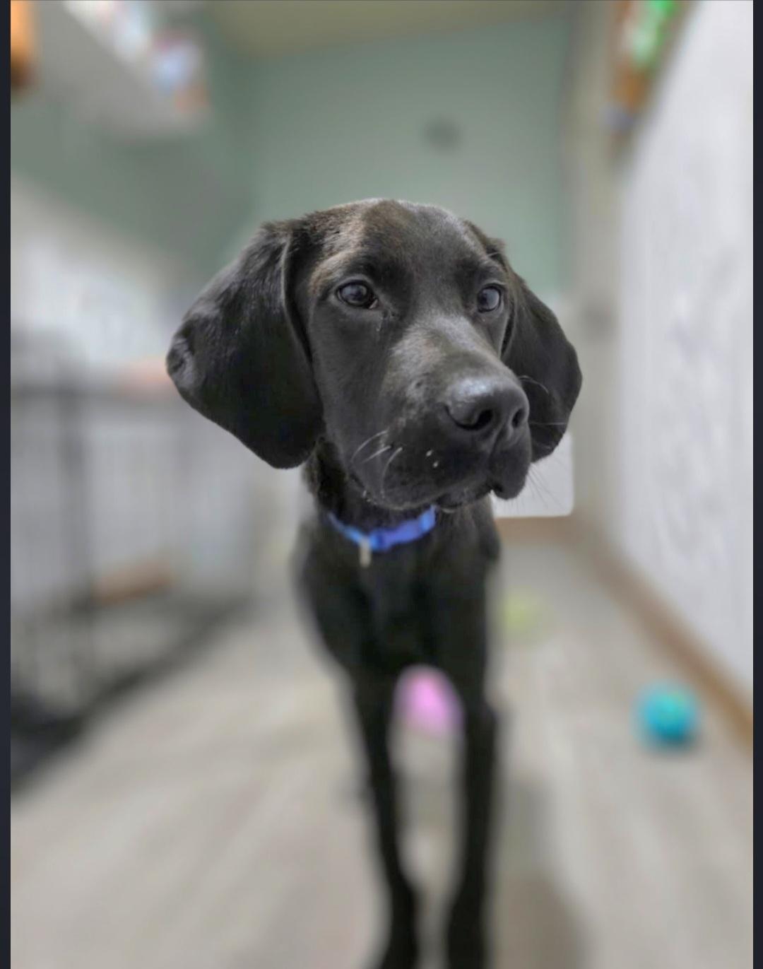 Clark, a ADOPTABLE mixed breed in Jamestown, ND image 4/6
