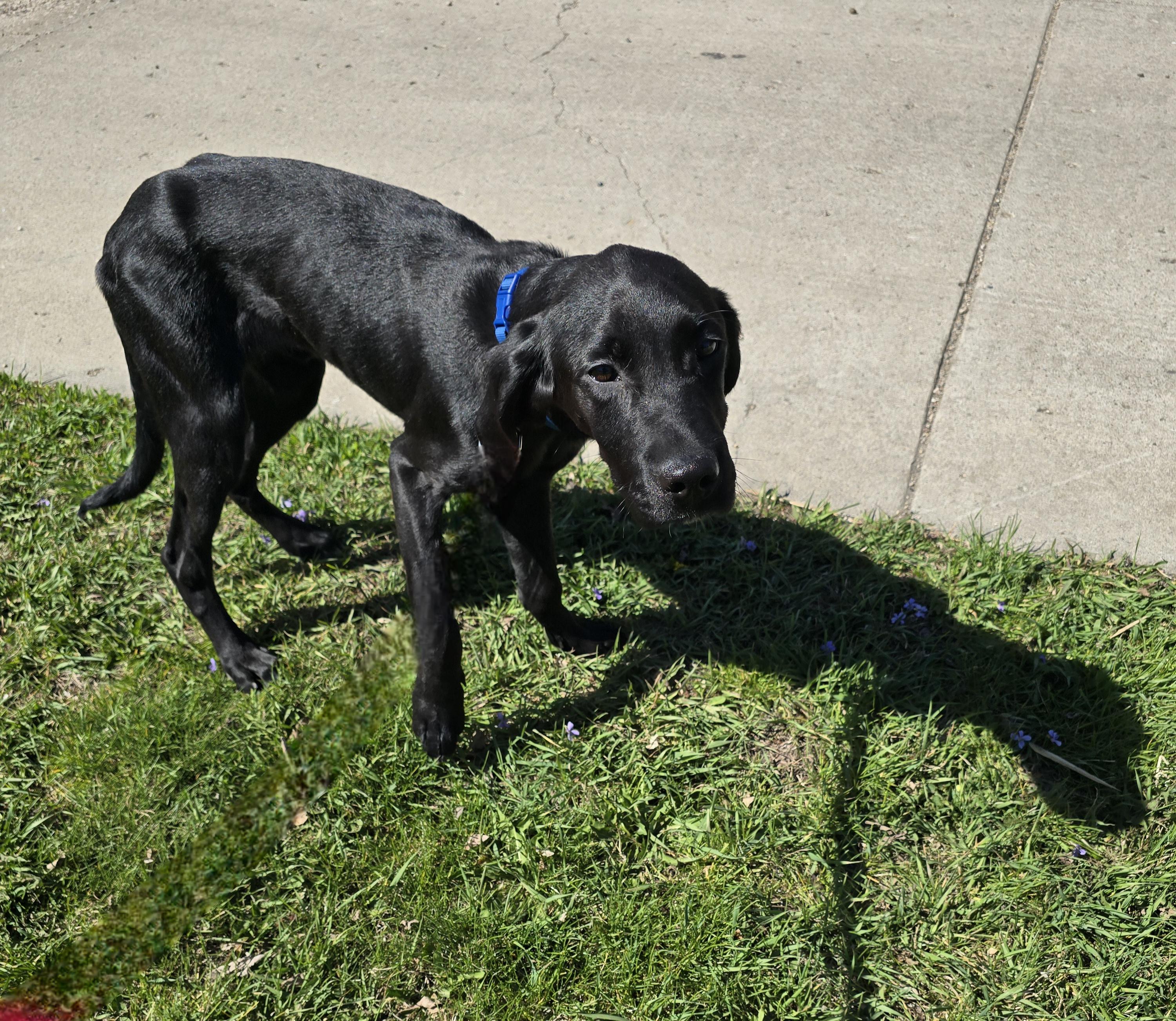 Clark, a ADOPTABLE mixed breed in Jamestown, ND image 2/6