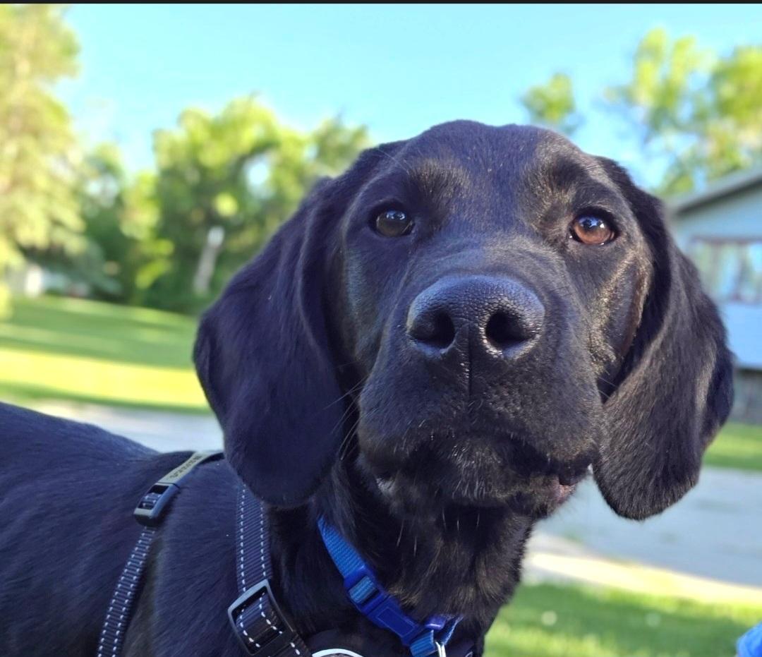 Enlarge Clark, a ADOPTABLE mixed breed in Jamestown, ND image 5/6