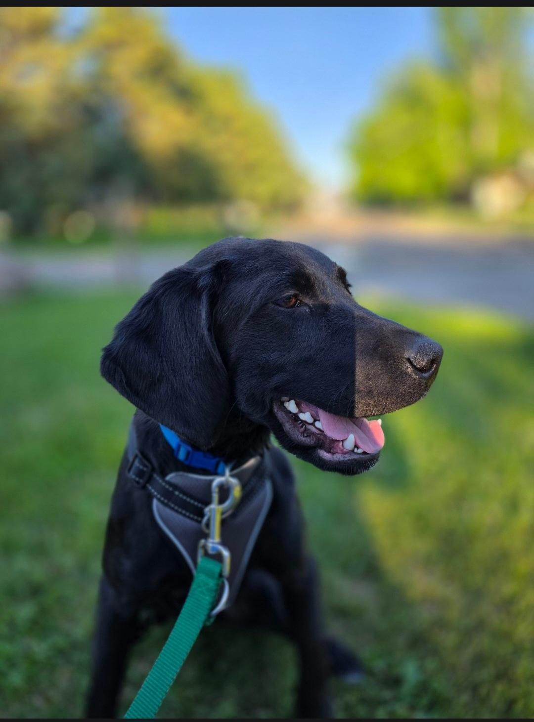 Clark, ADOPTABLE, Young Male Black Labrador Retriever & Brittany Spaniel.