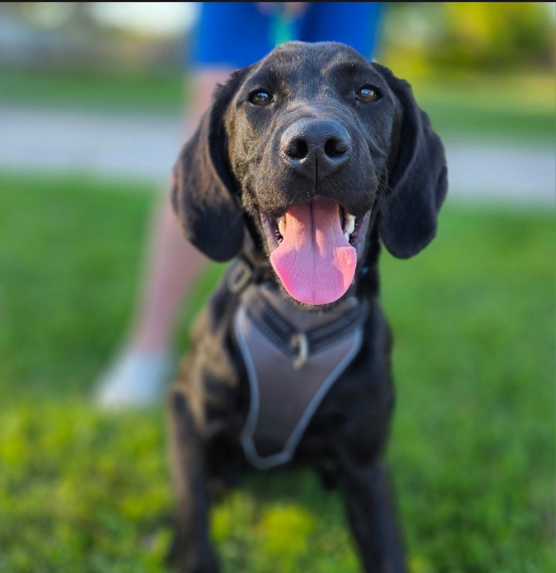 Enlarge Clark, a ADOPTABLE mixed breed in Jamestown, ND image 2/6