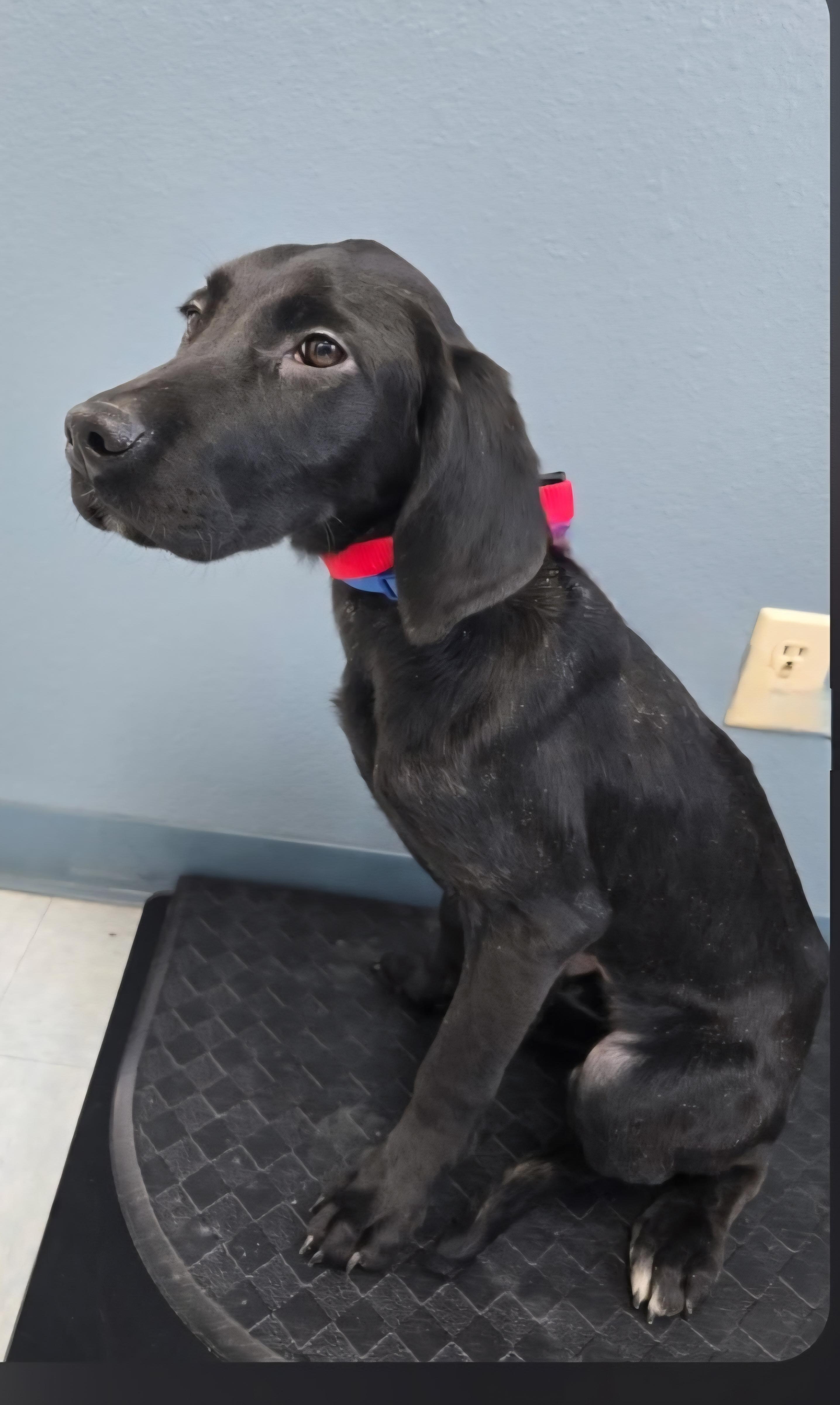 Clark, a ADOPTABLE mixed breed in Jamestown, ND image 3/6
