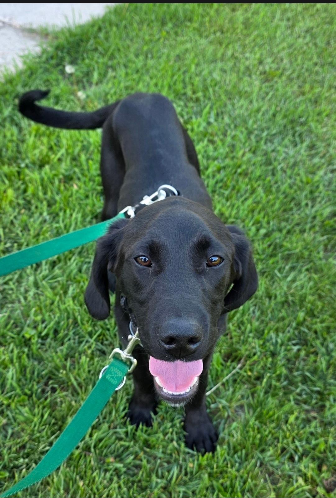 Enlarge Clark, a ADOPTABLE mixed breed in Jamestown, ND image 3/6