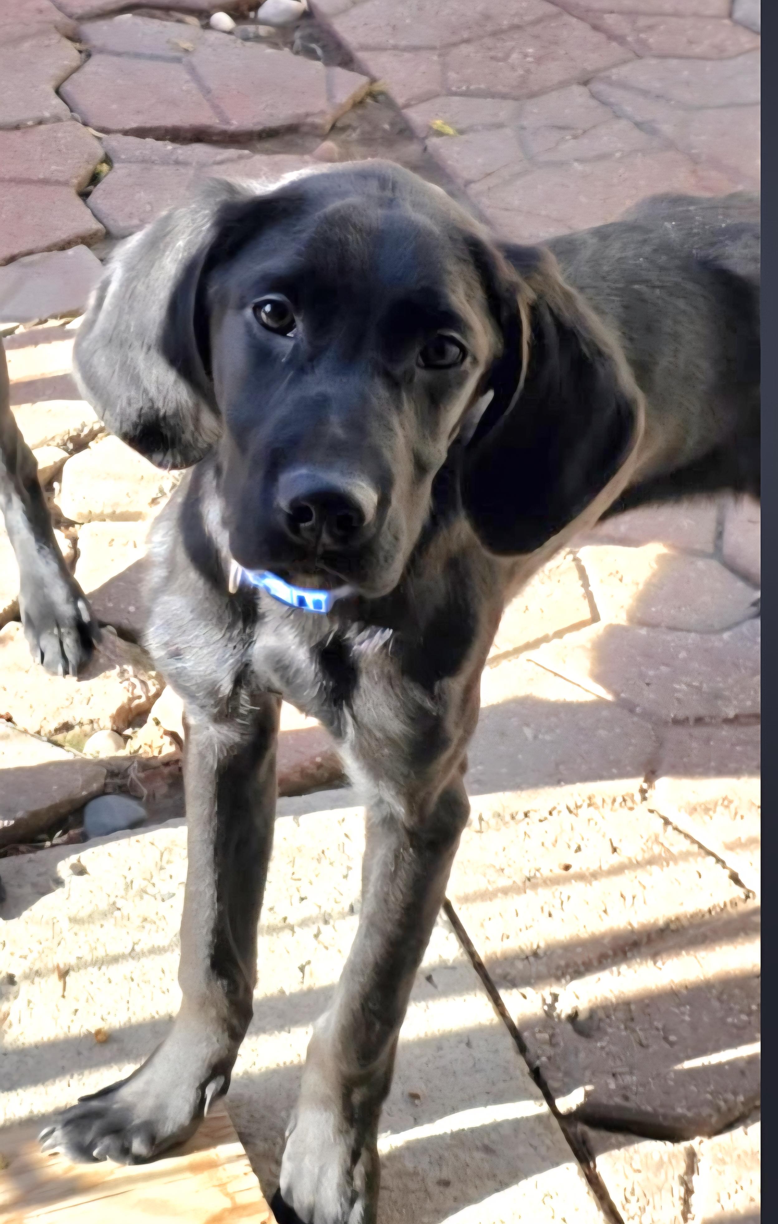 Clark, ADOPTABLE, Young Male Black Labrador Retriever & Brittany Spaniel.