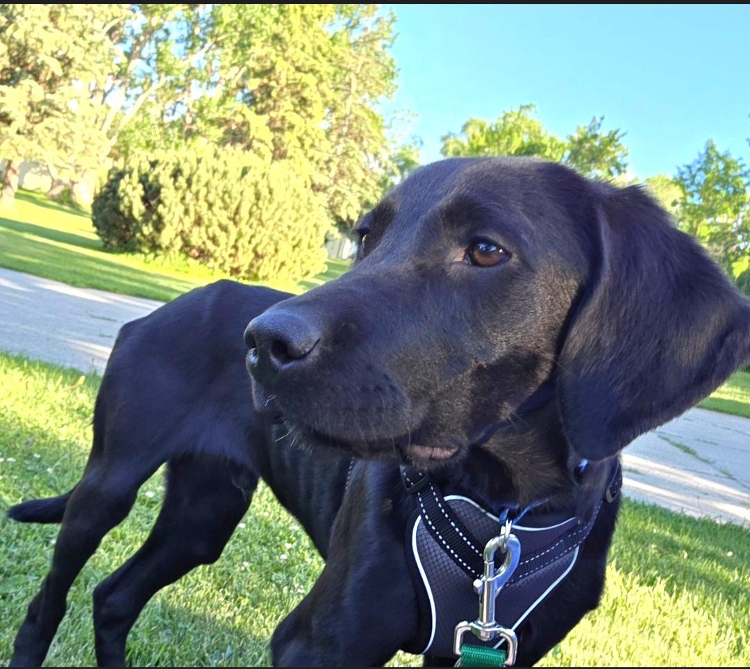 Enlarge Clark, a ADOPTABLE mixed breed in Jamestown, ND image 6/6
